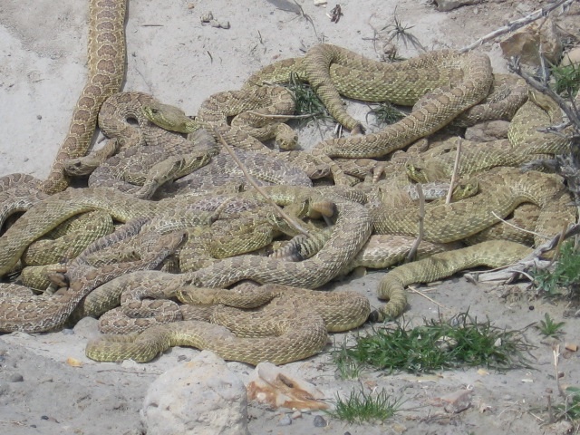 Snakes in Modjeska Cyn 3.jpg [160 Kb]